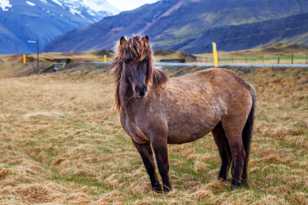 Icelandic horse-9344 Icelandic horse-9344